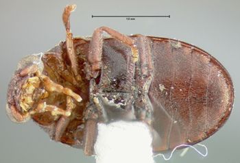 Media type: image;   Entomology 31272 Aspect: habitus ventral view